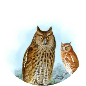 Middle American screech owl