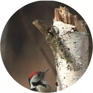 Middle spotted woodpecker