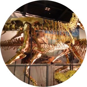 Mifune Dinosaur Museum