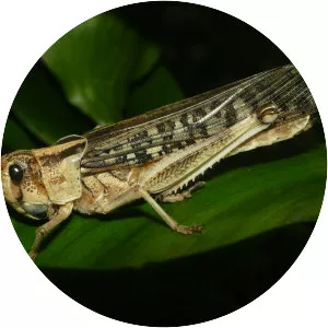 Migratory locust