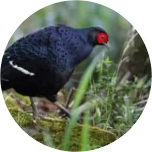 Mikado pheasant