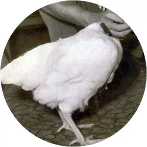 Mike the Headless Chicken
