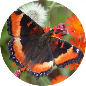 Milbert's tortoiseshell