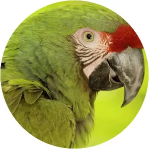 Military macaw