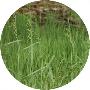 Milium effusum - Plants