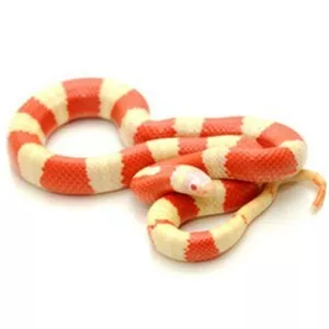 Milk snake