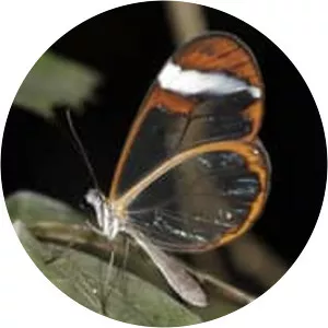 Milkweed butterflies