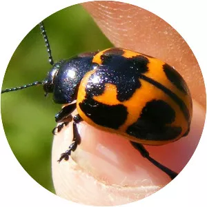 Milkweed leaf beetle