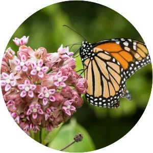 Milkweed - Plants