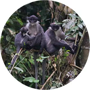 Miller's langur