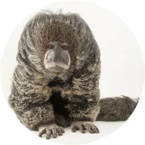 Miller's saki - Primate