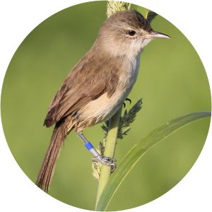 Millerbird photograph