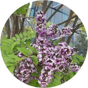 Millettia brandisiana - 