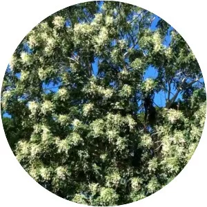 Millingtonia hortensis