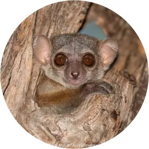 Milne-Edwards' sportive lemur