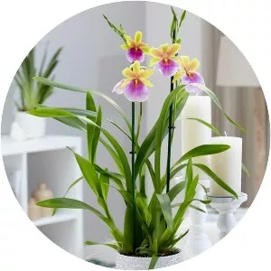 Miltonia