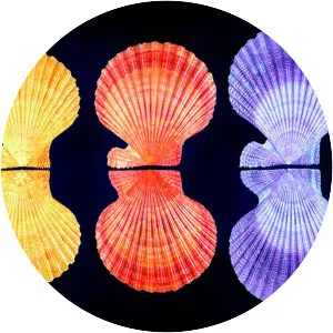 Mimachlamys sanguinea - 