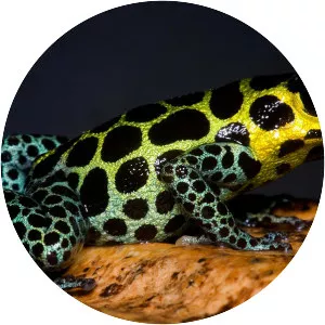 Mimic poison frog