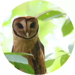 Minahassa masked owl