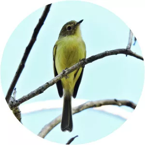 Minas Gerais tyrannulet
