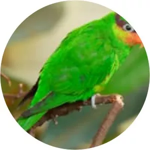 Mindanao lorikeet (Mindanao lorisi)