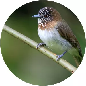 Mindanao pygmy babbler - 