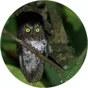 Mindanao scops owl