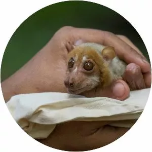 Mindoro stripefaced fruit bat