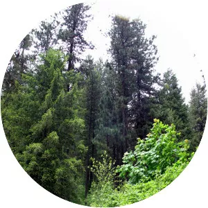 Mineral Ridge National Recreation Trail - 