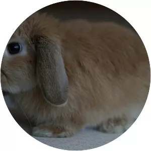 Mini Lop - Domestic rabbits breed