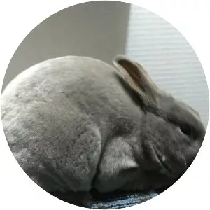 Mini Rex
