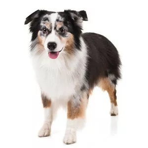 Miniature American Shepherd