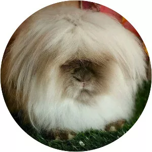 Miniature Lion Lop