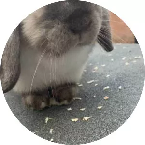 Miniature Lop - Domestic rabbits breed