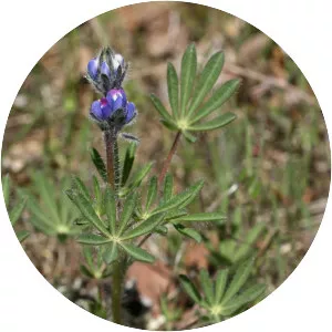 Miniature lupine - Plants