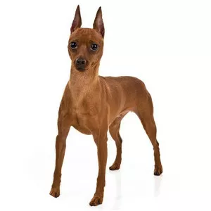 Miniature Pinscher