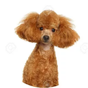 Miniature Poodle