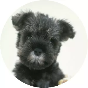 Miniature Schnauzer