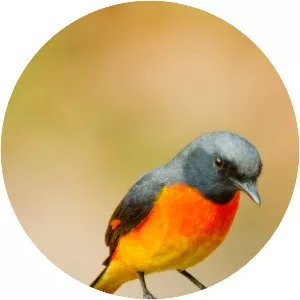 Minivet