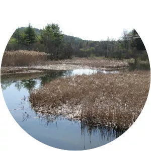 Mink Brook - Stream in New Hampshire
