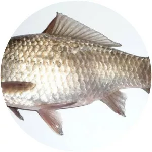 Minnows and Carps - Fish