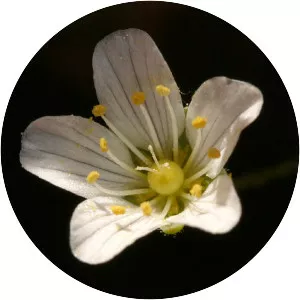 Minuartia douglasii - Plants