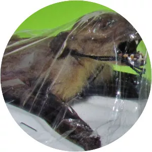 Minute fruit bat - Animal