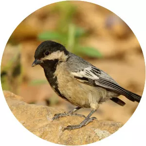 Miombo tit - Bird