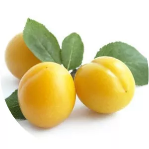 Mirabelle plum