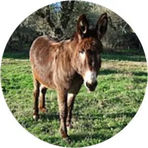 Miranda donkey