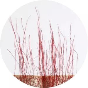 Mireille Vautier - Author