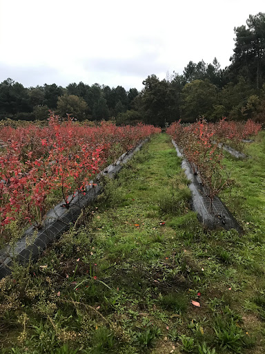 mirtilos do ribeiral