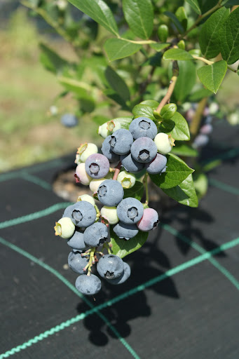 Mirtivale - Agricultural production in Guisande, Portugal