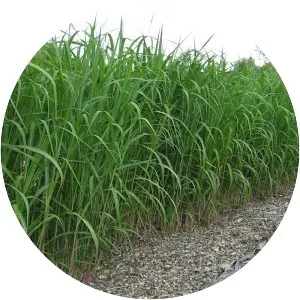 Miscanthus giganteus